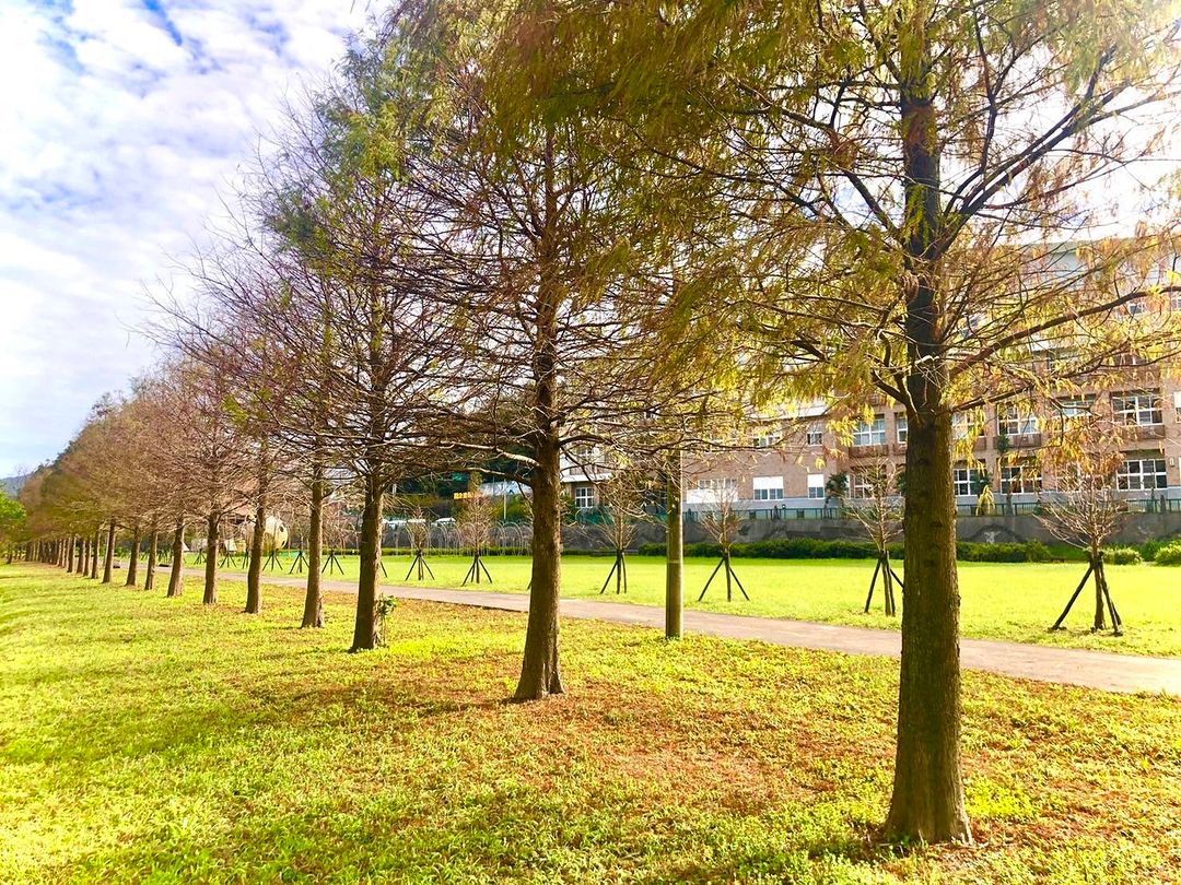 貢寮也有落羽松！超夢幻風景😍