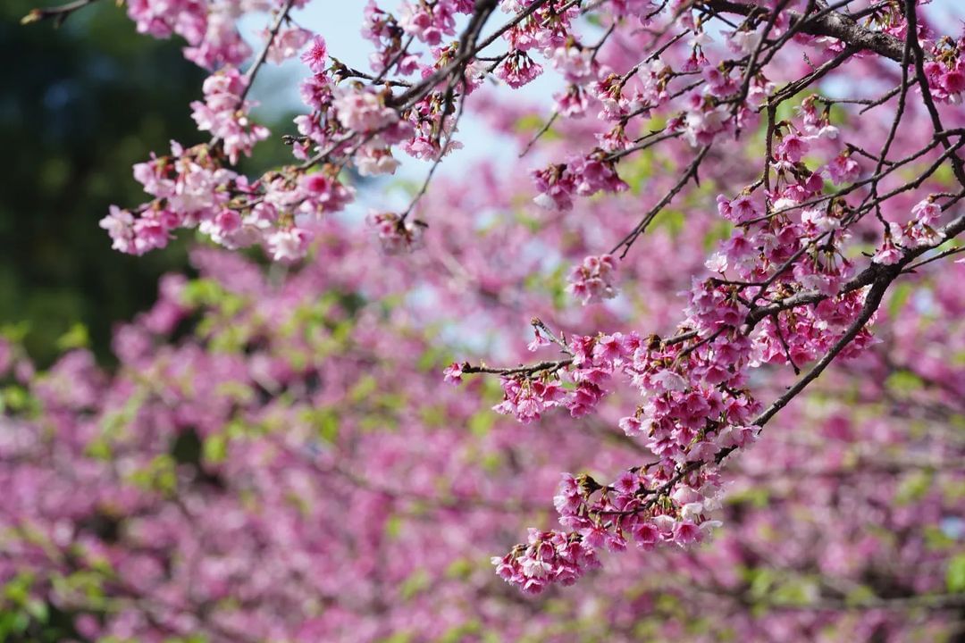 新店山櫻花仙氣爆棚！距離春天不遠了！