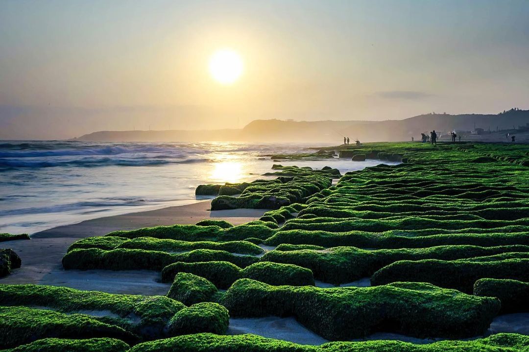 北海岸季節限定的抹茶地毯綠了！