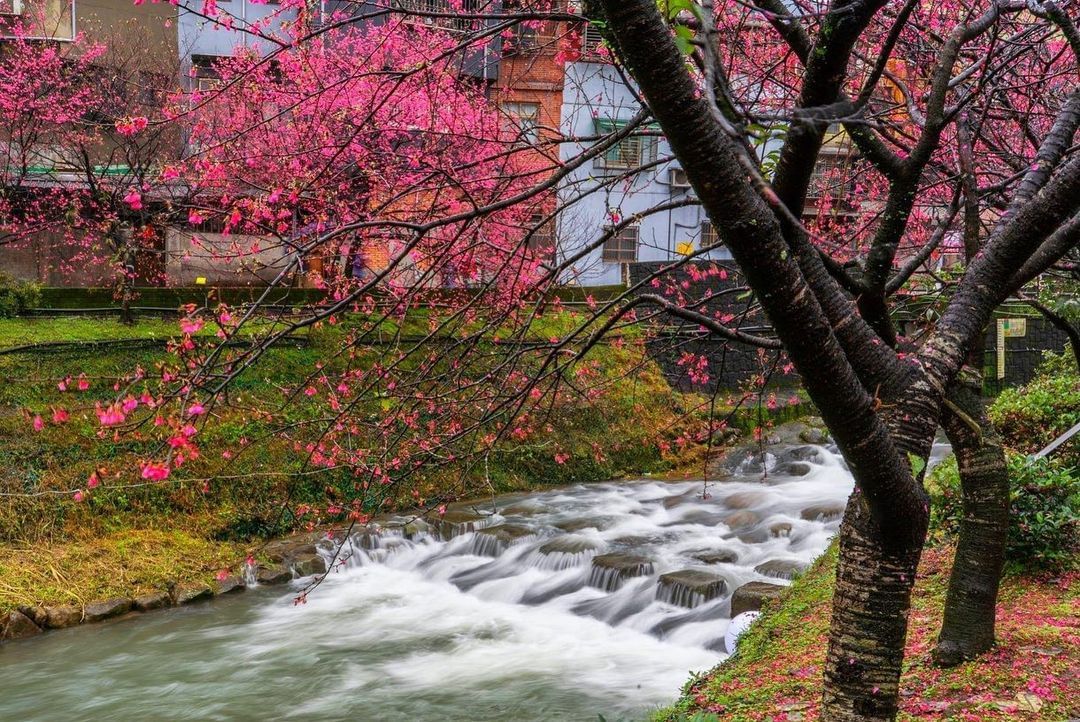 從汐科車站出站步行10分鐘就能欣賞200棵櫻花河岸步道！