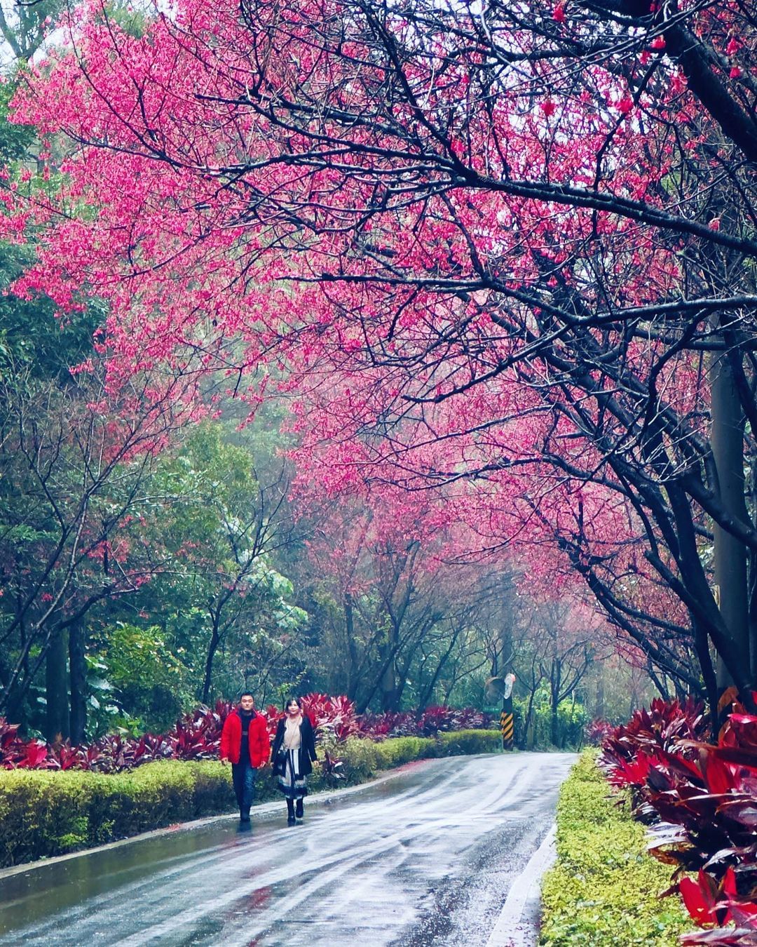 綿延4公里長的櫻花隧道，搭輕軌也能輕鬆抵達的賞櫻點！