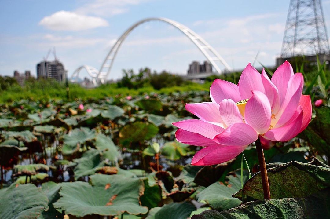 人工濕地種植的荷花悄悄綻放了！預估 #花期 可持續至6月後！喜愛賞花及攝影的朋友，建議早上9點至11點間光線較佳時前往，趁好天氣出門賞荷！