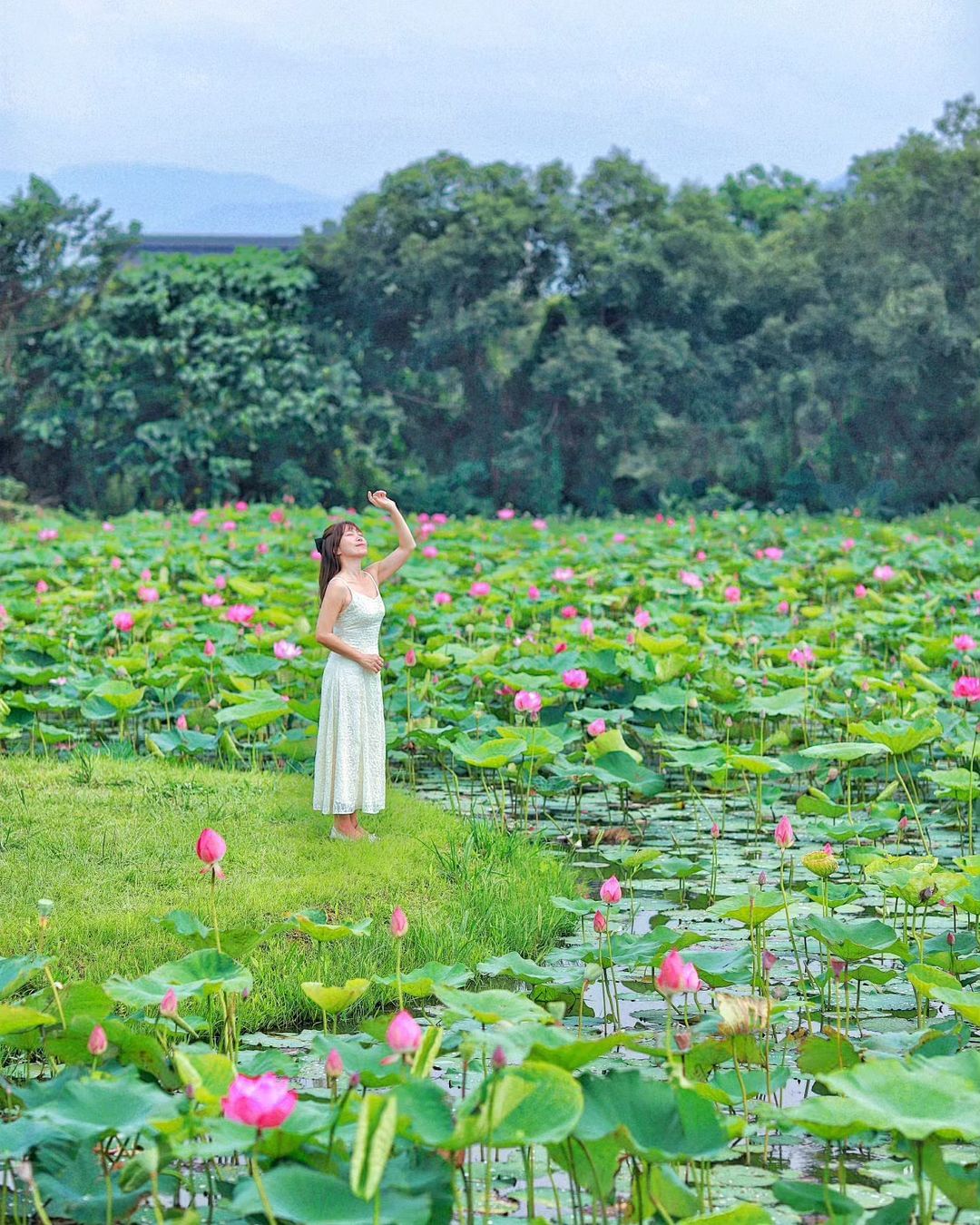 #初夏限定美景！粉嫩荷花綻放池畔 💟