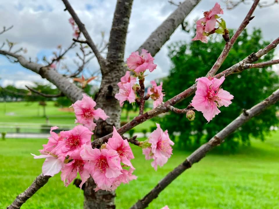 沒看錯！陽光運動公園內的 #河津櫻 提前綻放🌸