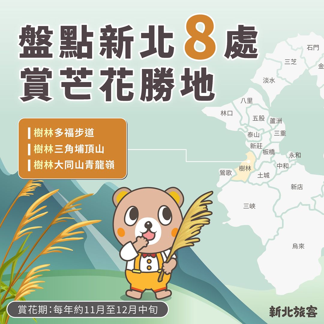 #新北賞芒花攻略🌿 往左滑⬅️