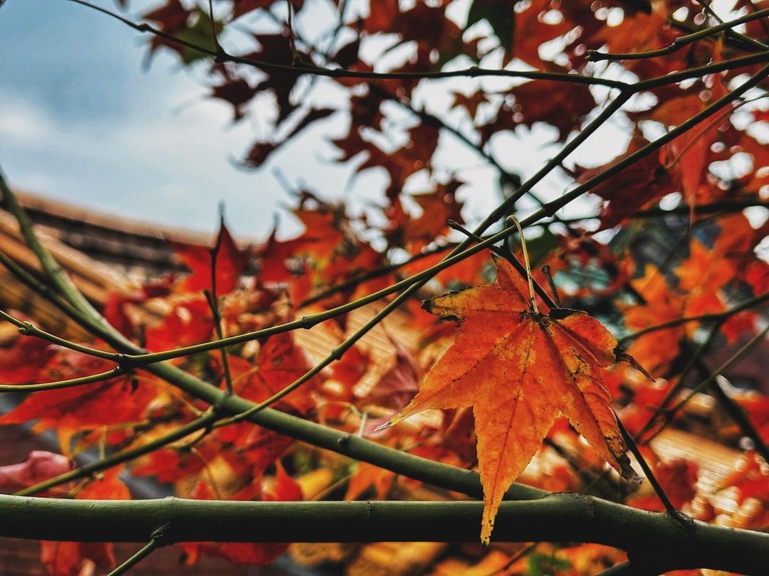 新北美景 #期間限定 