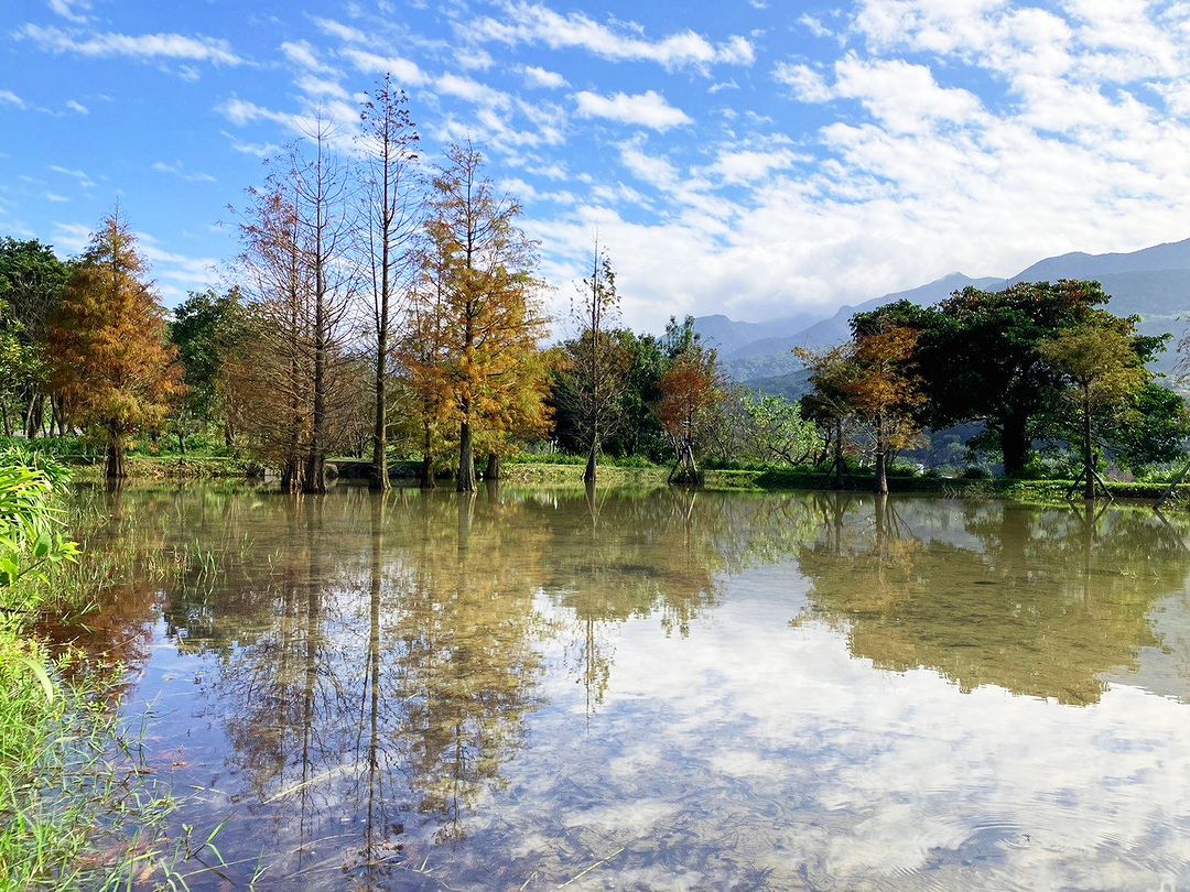 新北落羽松景點再＋1