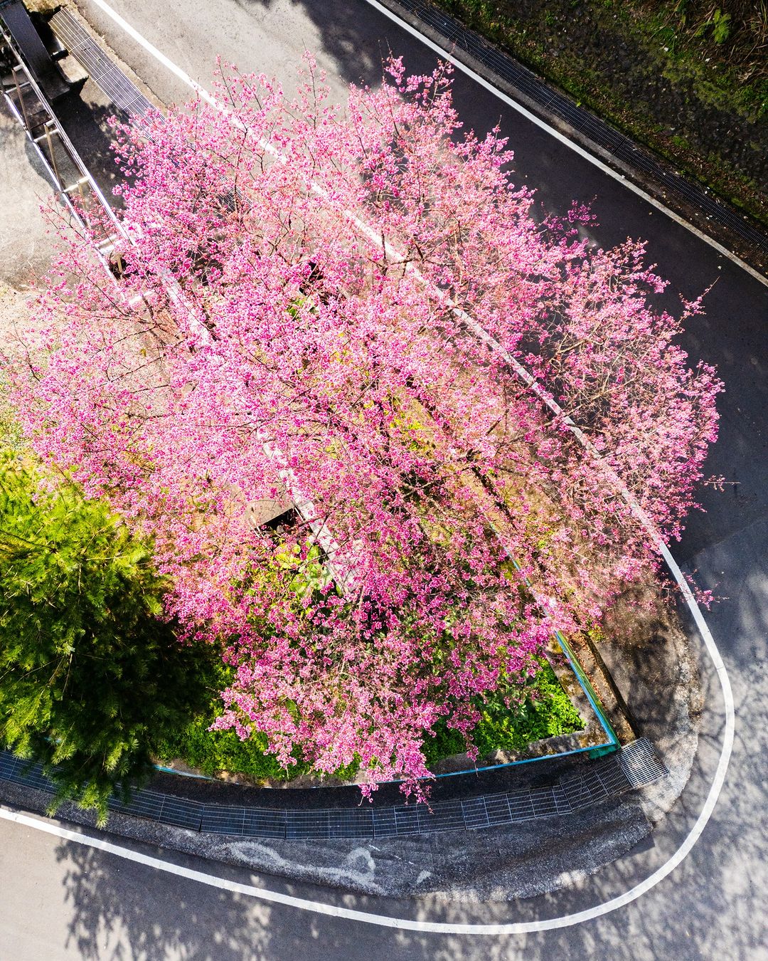 超美的新北第一櫻在坪林盛開了🌸