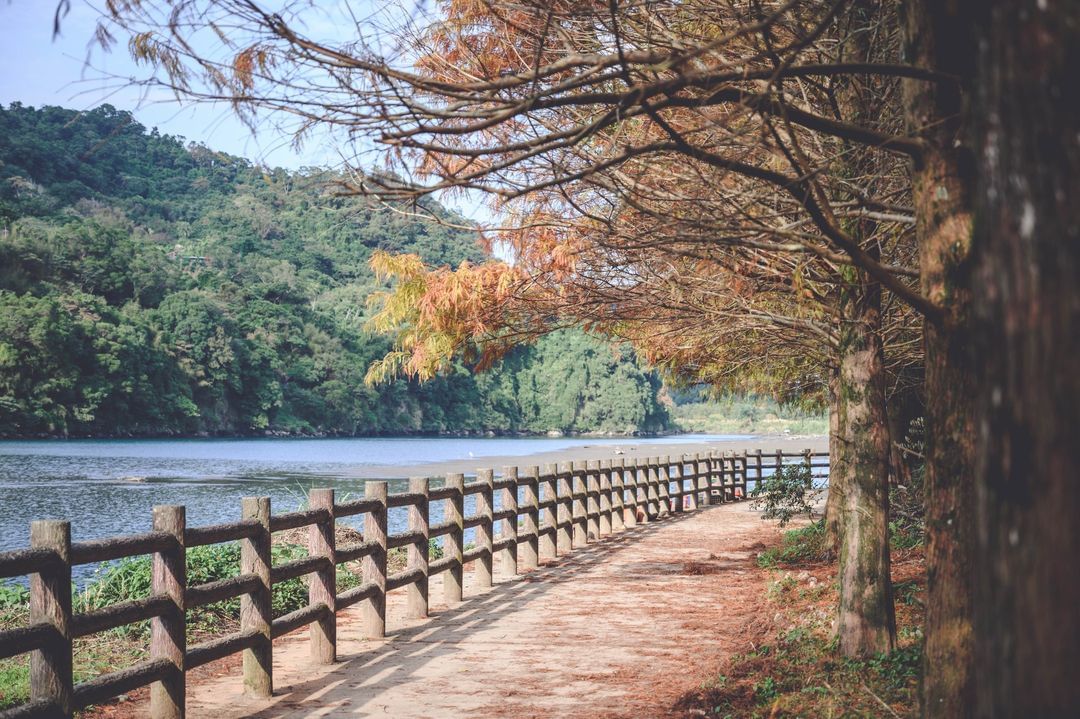新店落羽松秘境！遠離塵囂的世外桃源