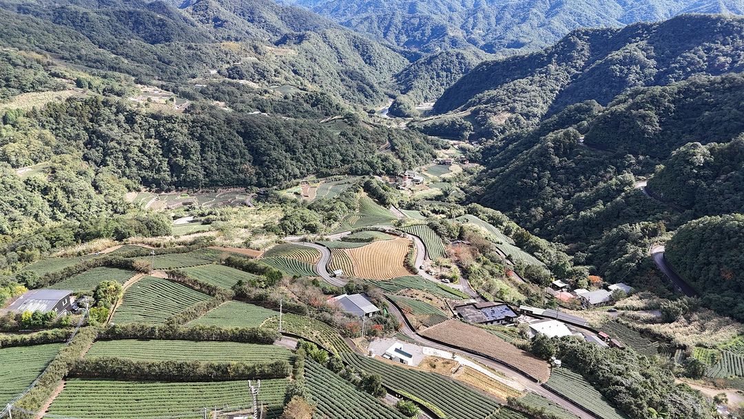 空中俯瞰茶園如同一幅精緻的翠綠地毯！