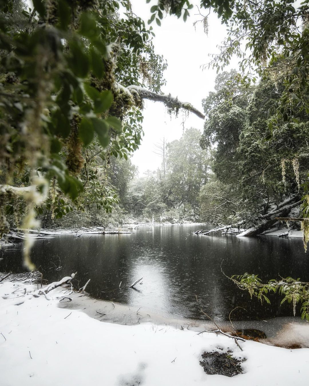 湖邊雪白夢幻美景在新北！