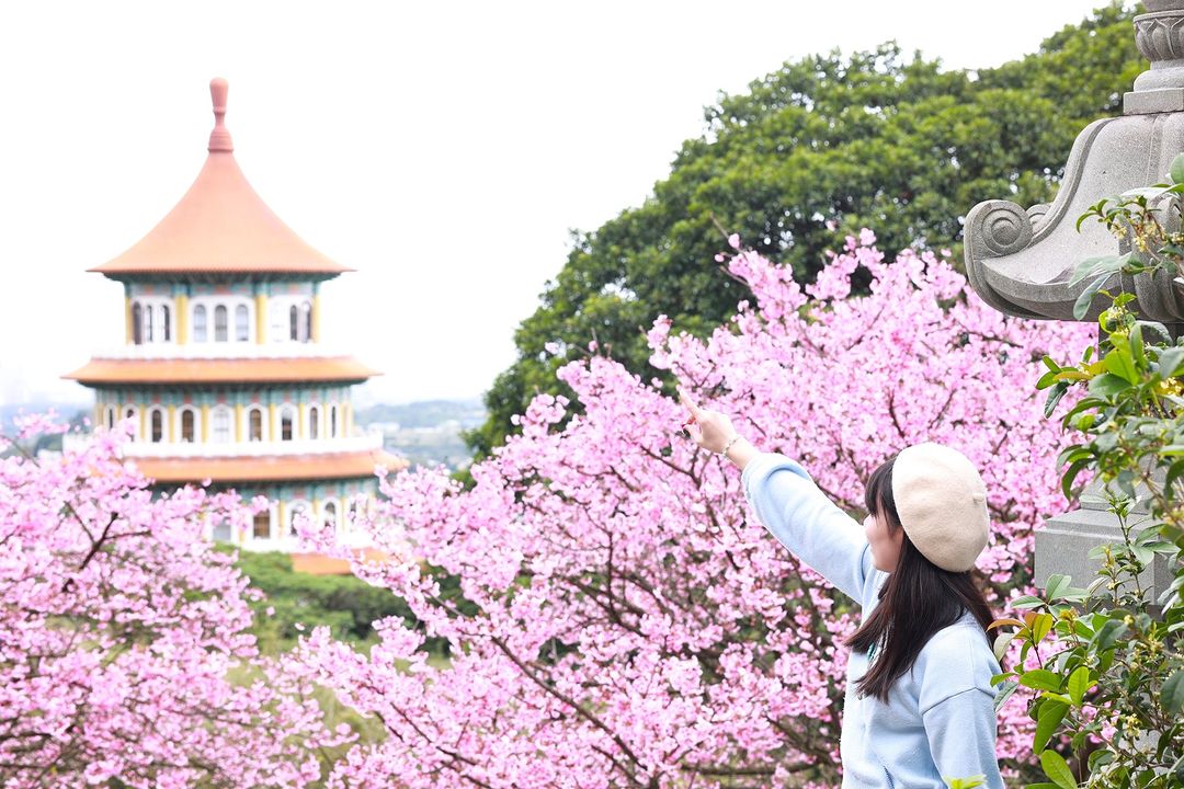 號外號外‼️#淡水天元宮 🌸櫻花滿開啦