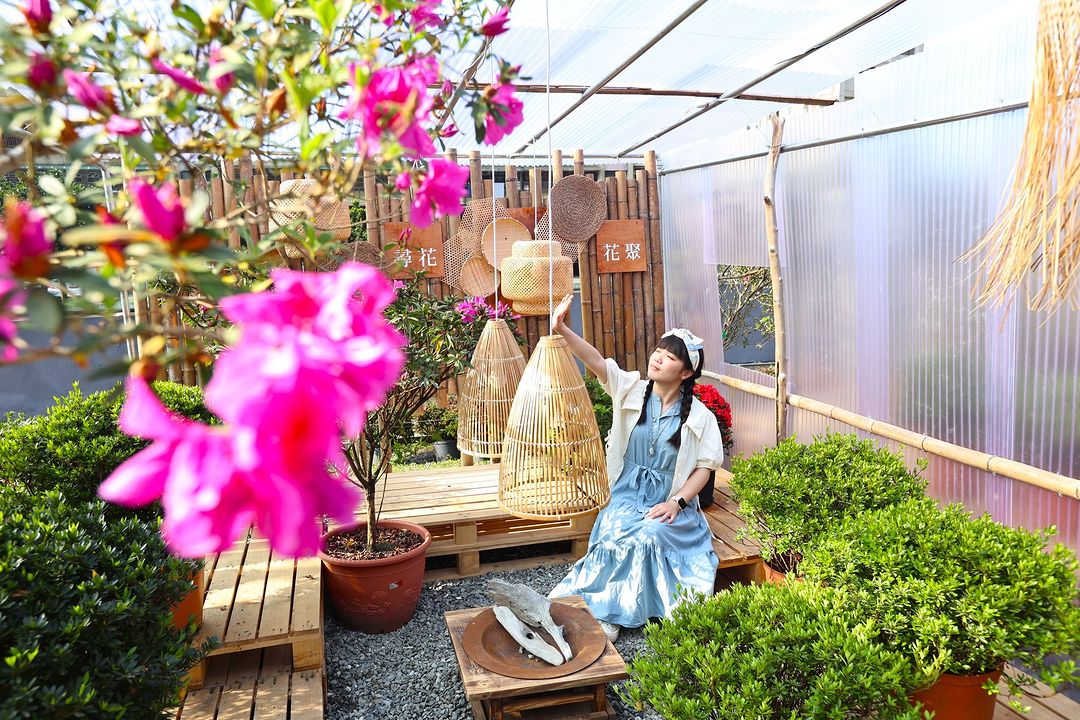 #萬金杜鵑 浪漫盛開中🌺