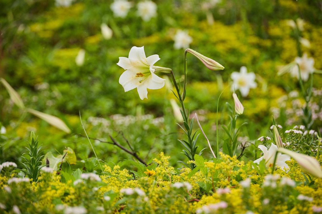 台灣百合的花季又到了😍行駛在北部濱海公路-北海岸金山至野柳之間，可以看到百花齊放，也難怪這裡有「#台灣百合公路」的美稱~