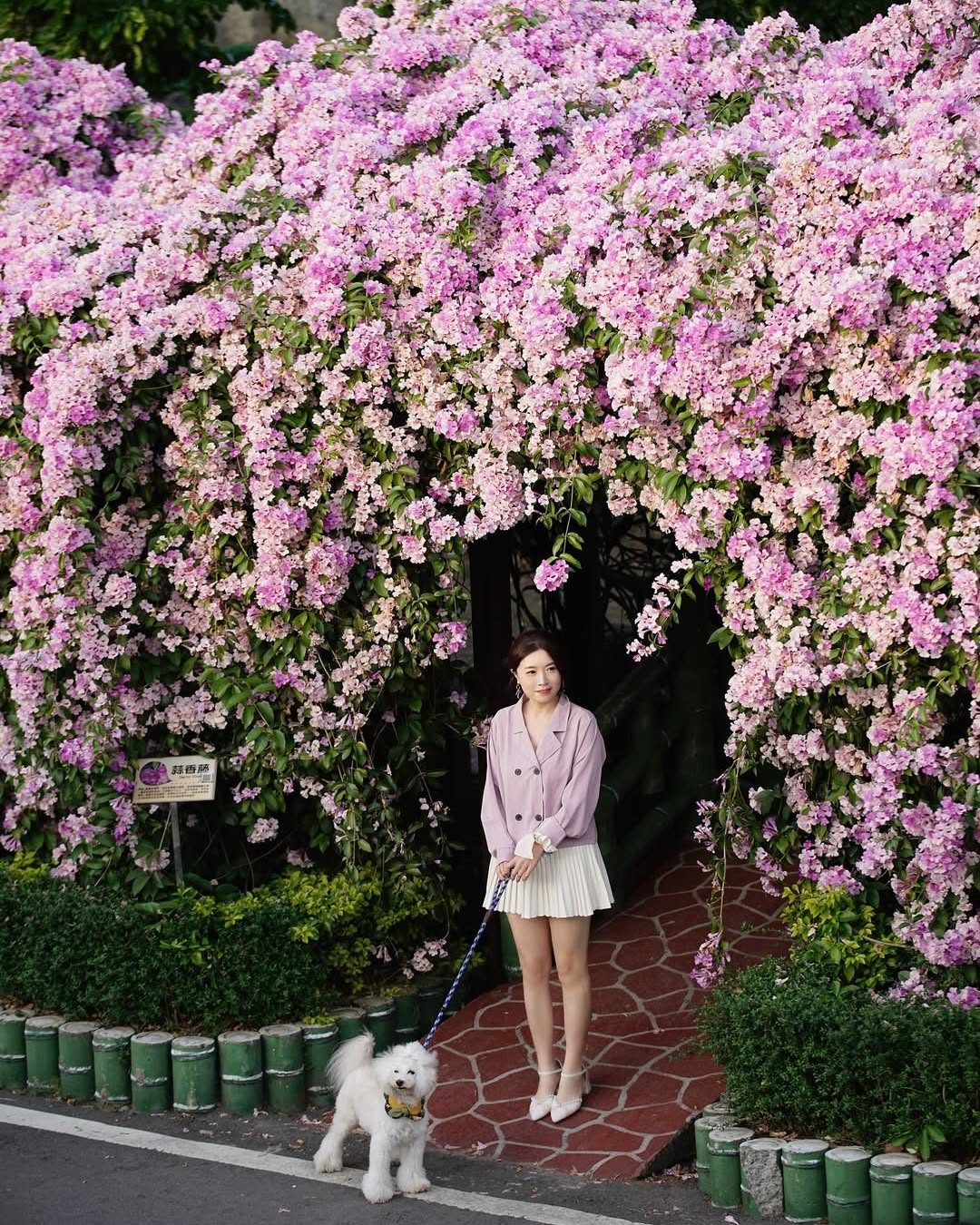 紫粉色的蒜香藤沿著河岸盛開的模樣🌸