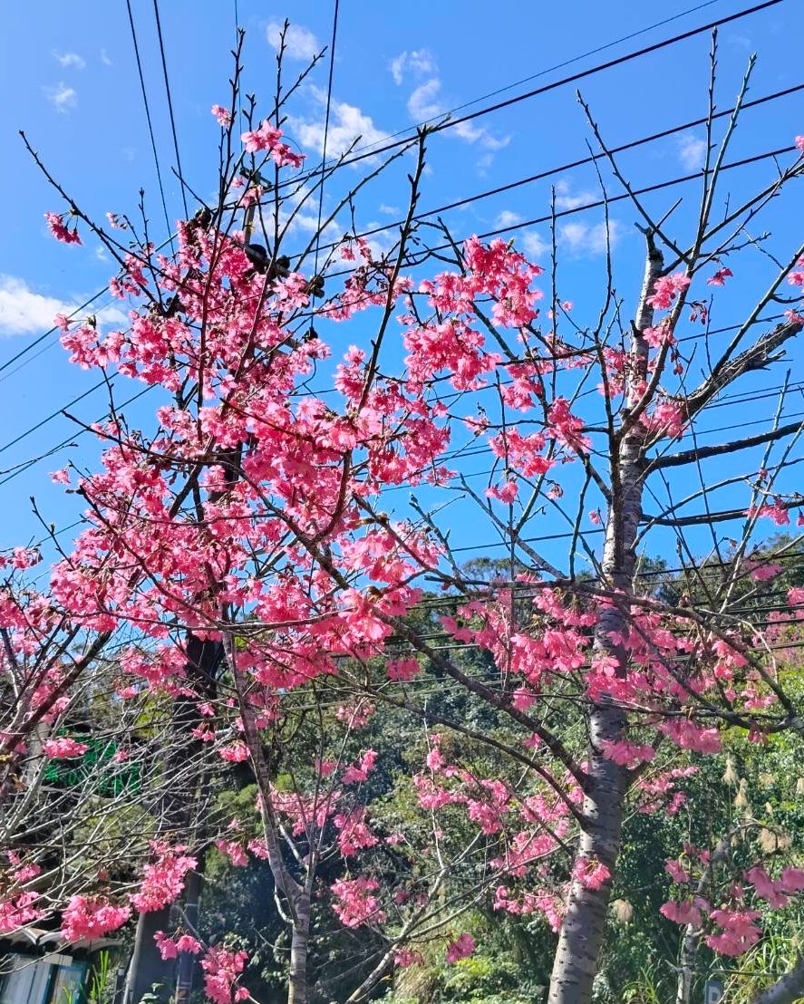 #櫻粉森呼吸🌸🌸