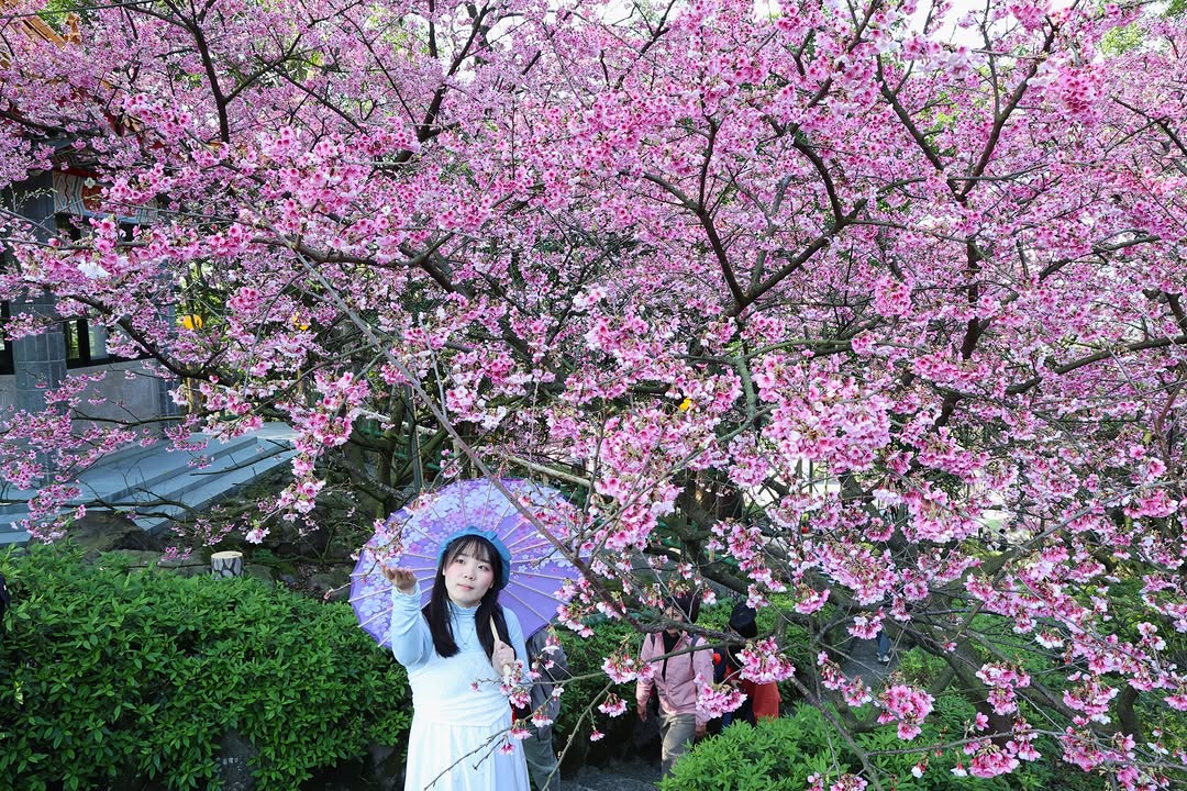 #淡水天元宮櫻花🌸