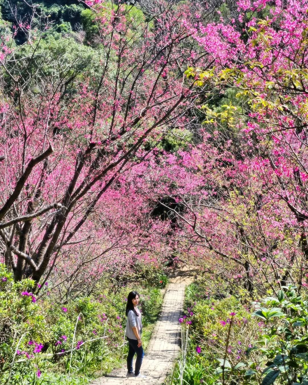 #新北絕美360 #太極嶺櫻花開花囉🌸