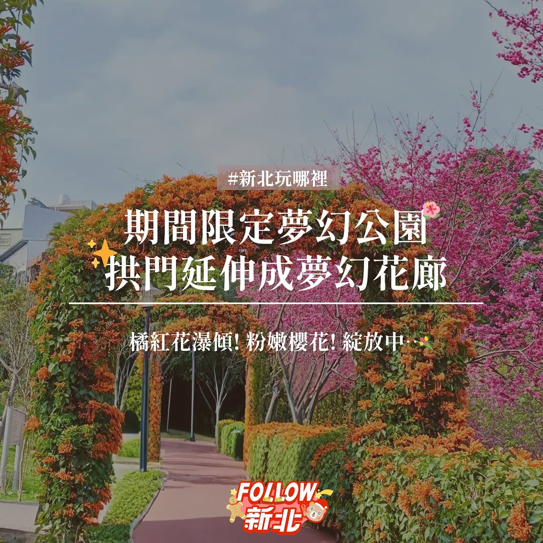 橘紅花瀑傾瀉而下🧡與粉嫩櫻花同時綻放🌺