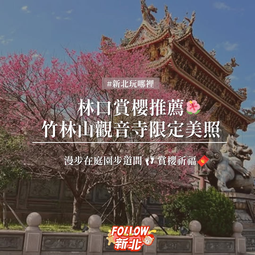 #林口櫻花正盛開🌸