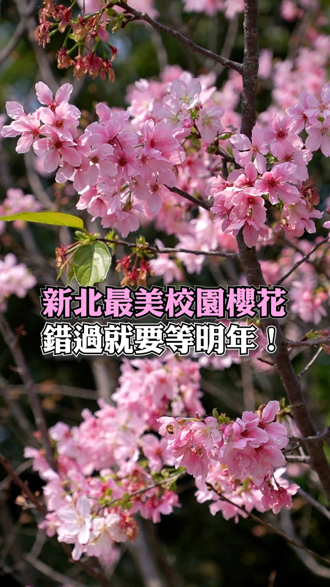 #北大櫻花也太浪漫🌸