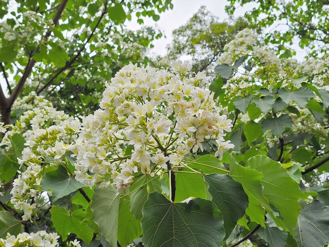 #新北絕美360 #油桐花浪漫綻放中 🌸