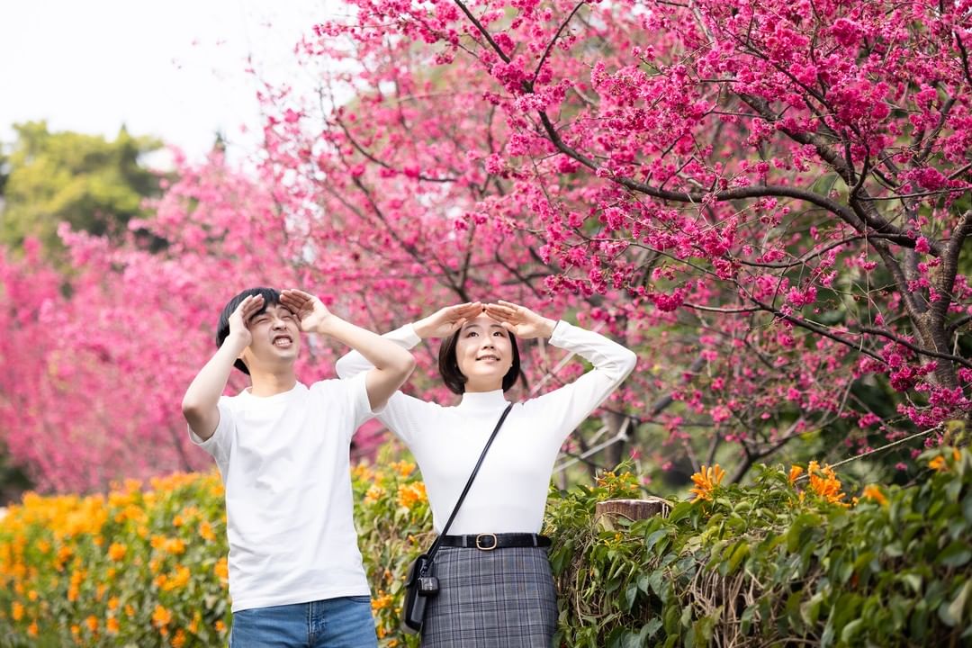 綻放豔陽的富貴炮仗花和櫻花出乎意料的美😍