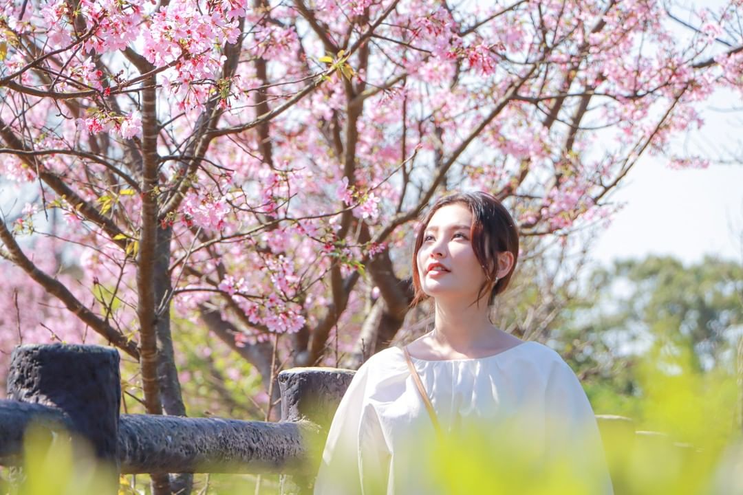 🌸現在正是賞櫻的好時刻🌸