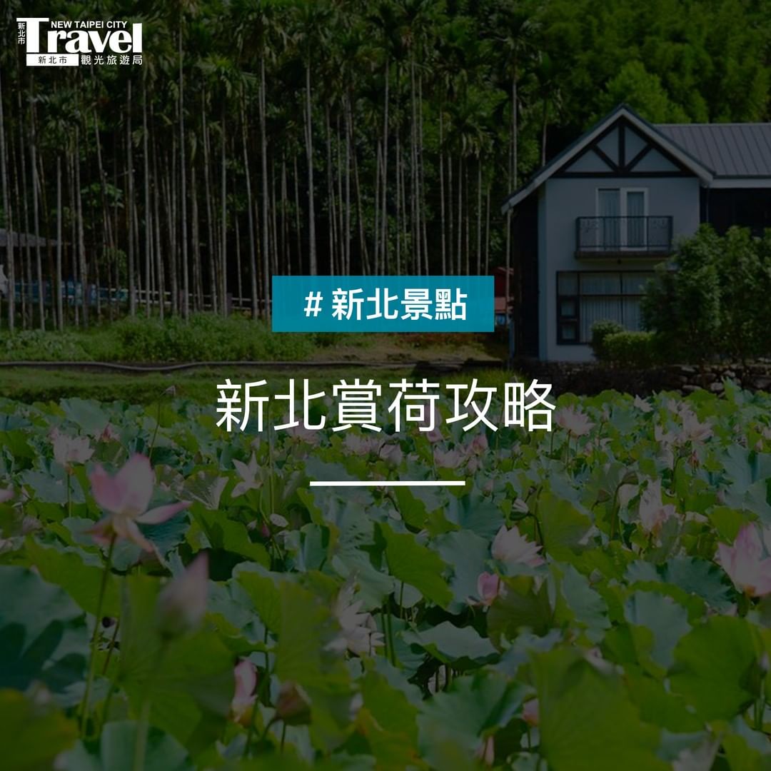 🌸新北賞荷懶人包🌸 