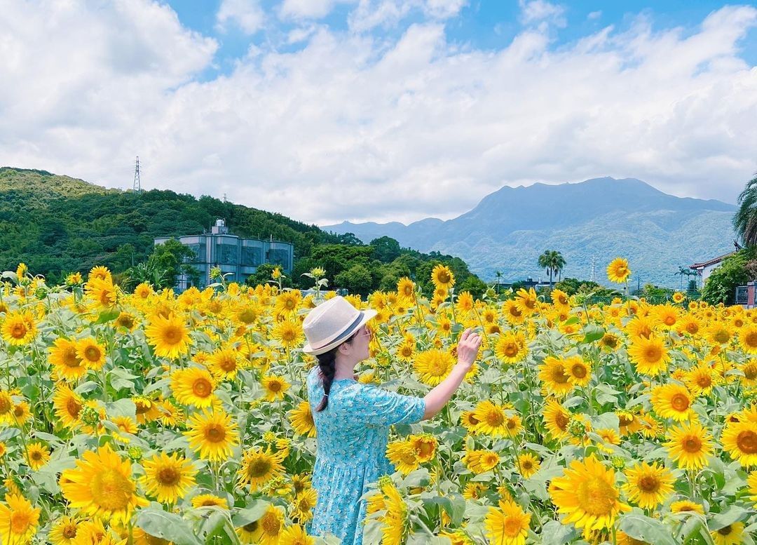 北海岸獨有的「療癒花園」已滿開！金黃夢幻秘境～隨手一拍都超有Feel！